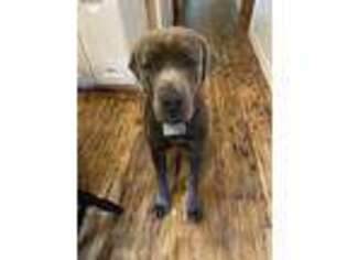 Cane Corso Puppy for sale in Rohrersville, MD, USA