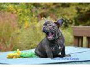 French Bulldog Puppy for sale in Apex, NC, USA