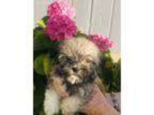 Havanese Puppy for sale in Vacaville, CA, USA