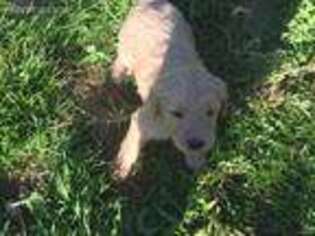 Goldendoodle Puppy for sale in Waldport, OR, USA