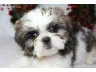 Mutt Puppy for sale in Hudson, FL, USA