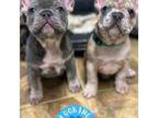 French Bulldog Puppy for sale in Middletown, NY, USA