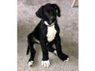 Great Dane Puppy for sale in Washington, MI, USA