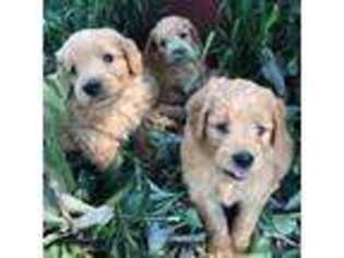 Goldendoodle Puppy for sale in Navasota, TX, USA