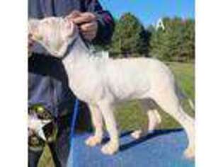 Medium Photo #1 Dogo Argentino Puppy For Sale in Raleigh, NC, USA