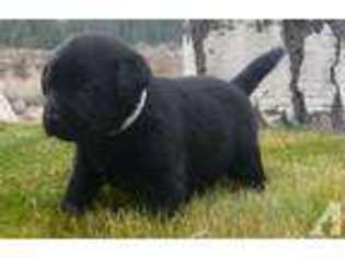 Labrador Retriever Puppy for sale in GARDNERVILLE, NV, USA