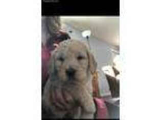 Goldendoodle Puppy for sale in Deer River, MN, USA