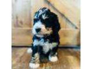 Bernese Mountain Dog Puppy for sale in Natural Bridge, VA, USA