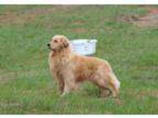 Golden Retriever Puppy for sale in Mount Crawford, VA, USA