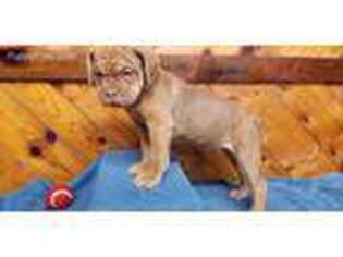Olde English Bulldogge Puppy for sale in Marion Center, PA, USA