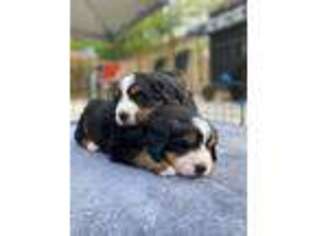 Bernese Mountain Dog Puppy for sale in Cooperstown, NY, USA