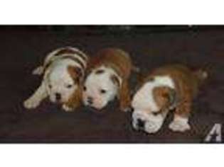 Bulldog Puppy for sale in SEMINARY, MS, USA
