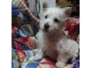 Scottish Terrier Puppy for sale in Stockton, NJ, USA