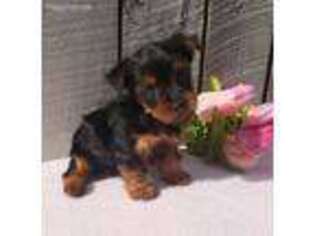 Yorkshire Terrier Puppy for sale in Dundee, OH, USA