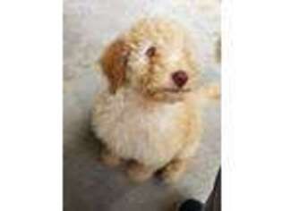 Goldendoodle Puppy for sale in Bensenville, IL, USA