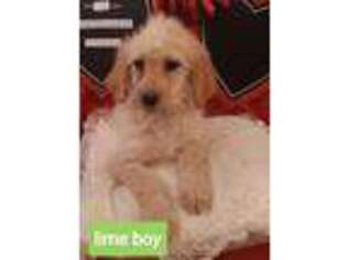 Goldendoodle Puppy for sale in Jackson, MO, USA