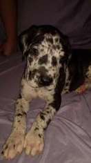 Great Dane Puppy for sale in Charleston, WV, USA
