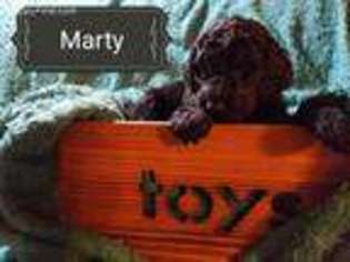 Mutt Puppy for sale in Skandia, MI, USA