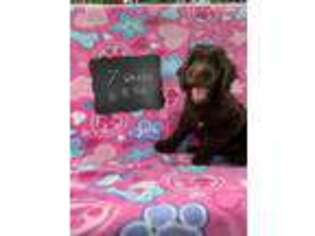 Labradoodle Puppy for sale in Oroville, CA, USA