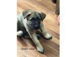 German Shepherd Dog Puppy for sale in Belington, WV, USA