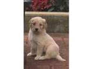 Goldendoodle Puppy for sale in West Warwick, RI, USA