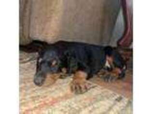 Doberman Pinscher Puppy for sale in Statesville, NC, USA