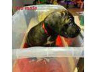 Cane Corso Puppy for sale in Ruffin, NC, USA