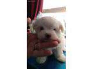 Maltese Puppy for sale in Chapmansboro, TN, USA