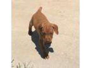 Vizsla Puppy for sale in Winchester, KS, USA