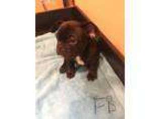 French Bulldog Puppy for sale in Sorrento, FL, USA