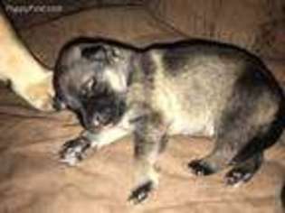 German Shepherd Dog Puppy for sale in Broken Bow, OK, USA