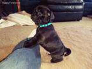 Pug Puppy for sale in Freeburg, PA, USA