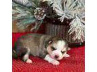 Alaskan Klee Kai Puppy for sale in Staples, MN, USA