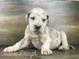 Great Dane Puppy for sale in Plymouth, UT, USA