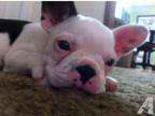Bulldog Puppy for sale in SELAH, WA, USA