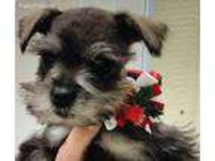 Mutt Puppy for sale in Glen Rose, TX, USA