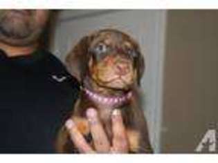 Doberman Pinscher Puppy for sale in SPRING, TX, USA