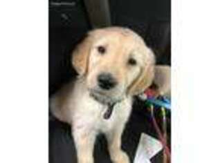 Golden Retriever Puppy for sale in Fairfield, OH, USA