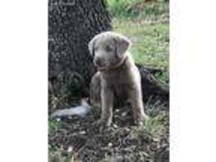 Labrador Retriever Puppy for sale in San Marcos, TX, USA