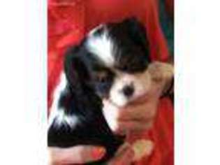 Cavalier King Charles Spaniel Puppy for sale in Smyrna, TN, USA