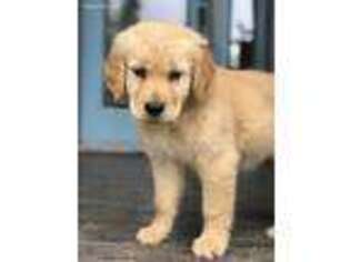 Golden Retriever Puppy for sale in Monticello, MN, USA