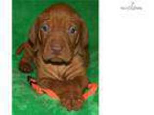 Vizsla Puppy for sale in Victoria, TX, USA