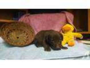 Labrador Retriever Puppy for sale in WESTFIELD, NC, USA