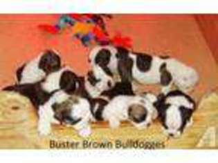 Bulldog Puppy for sale in BLOOMINGDALE, MI, USA