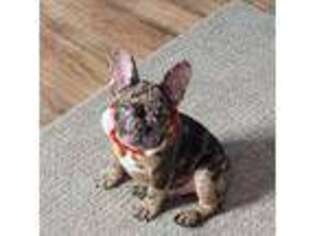 French Bulldog Puppy for sale in Verona, KY, USA