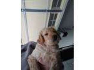 Goldendoodle Puppy for sale in Laurens, SC, USA