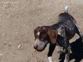 German Shorthaired Pointer Puppy for sale in Frazier Park, CA, USA