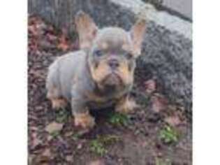 French Bulldog Puppy for sale in Sandy Hook, CT, USA