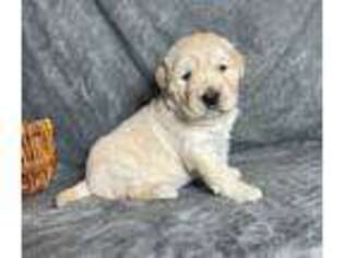 Golden Retriever Puppy for sale in East Sparta, OH, USA