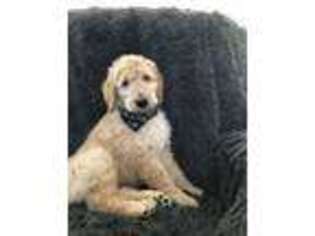 Goldendoodle Puppy for sale in Knoxville, IA, USA